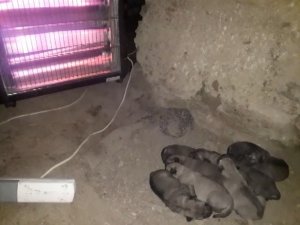 Doğum Yapan Anne Köpek Ve Yavruları İçin Elektrikli Soba Kurdu