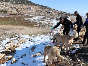 Toroslar Belediyesi Ekipleri, Karda Yiyecek Bulamayan Hayvanları Besledi