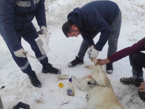 Elektrik Telleriyle Bağlanarak Ölüme Terk Edilen Köpekleri Belediye Ekipleri Kurtardı
