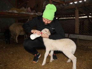 Köpeklerin Telef Ettiği Koyunların Öksüz Kalan Kuzularına Biberon İle Çocuğu Gibi Bakıyor