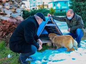 Ünye’de Sokak Hayvanlarına Sıcak Yuva