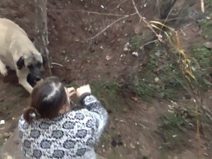 Ayağı Tele Takılan Köpek Kurtarıldı