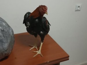 Horoz Dövüştürenlere Polis Baskını