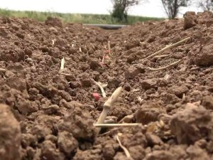 Kar Yağışı Hasat Beklentisini Yükseltti