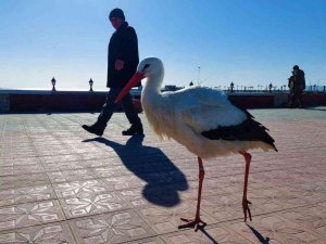 Bu Leylek Uçmayı Unuttu: Her Yere Yürüyerek Gidiyor