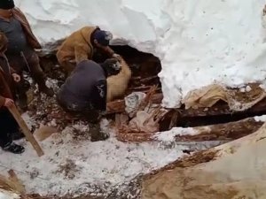 Kahramanmaraş’ta Çığ Düştü, Keçiler Telef Oldu