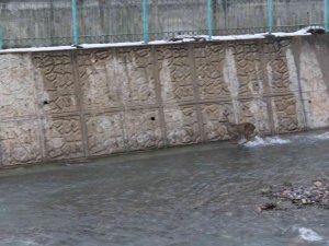 Kar Yağışında Yolunu Kaybeden İki Karaca, İ̇nebolu Çayına İndi