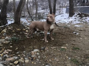 Yasaklı Irk Köpek Besleyen 1 Kişiye 14 Bin 982 Tl İdari Para Cezası