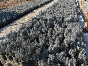 Yunusemre Lavanta Diyarı Oluyor