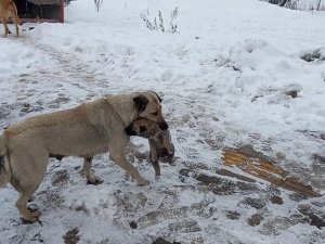 Yaramaz Yavru Köpeğe Anne Şefkati
