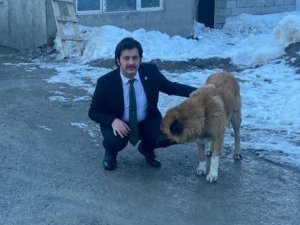 Vali Yardımcısı Kasımoğlu, Şiddet Gören İki Köpeği Sahiplendi
