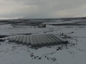 Eksi 30 Derecede Hindistan Cevizi Kabuğunda 25 Ton Domates Üretecekler