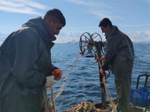Üreme Döneminde Alınan Tedbirler İnci Kefalinin Çoğalmasını Sağladı