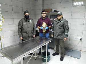Yaralı Ve Bitkin Halde Bulunan Kızıl Şahinler Tedavi Altına Alındı
