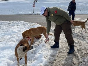 Balıkçılar Sokak Hayvanlarını Besledi