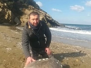 Kapıdağ Sahillerinde Ölü Caretta Caretta Bulundu