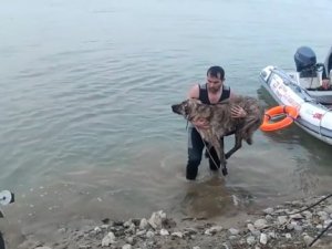 Batman Çayında Mahsur Kalan Köpek Kurtarıldı