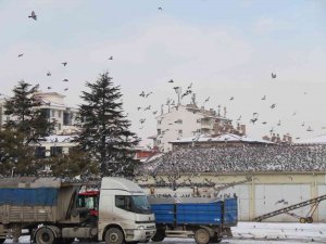 Soğukta Yiyecek Araya Güvercinler Ticaret Borsası’nda Adeta Nöbet Tutuyor