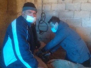 Kırklareli’nde Hayvanlarda Aşılama Başladı