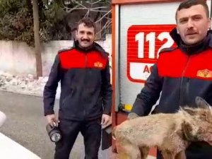 Yiyecek İçin Şehre İnen Tilki Mahsur Kaldı