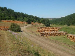 Çorum’da 500 Bin Fidan Toprakla Buluşturuldu