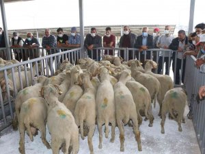 Manisalı Hayvan Üreticilerine Damızlık Koç Ve Teke Desteği