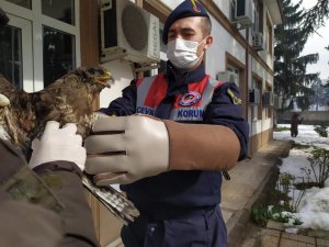 Yaralı Şahin Koruma Altına Alındı