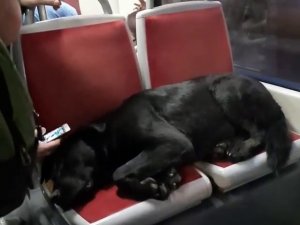 Tramvayın Sevimli Yolcusu Uyuyarak İ̇stanbul Turu Attı