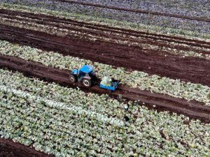 Beyaz Lahana Üreticisinin Yüzünü Güldürdü