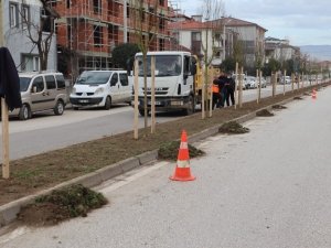 Düzce Belediyesi Bin 920 Ağaç Dikimi Yaptı