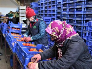 Antalya Hallerinde İşlem Gören Meyve Ocak Ayında Son 4 Yılın Ortalamasında
