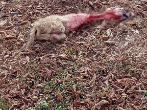 Aç Kalan Kurtlar Yavru Köpeği Parçaladı