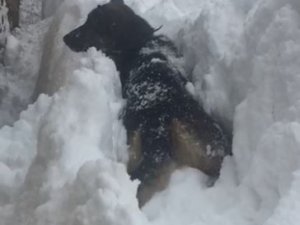 Köpeğin Karla Mücadelesi Cep Telefonu Kamerasında