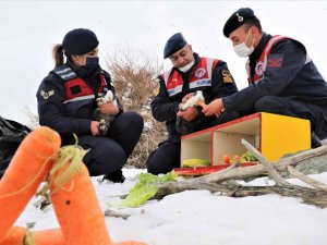 Tavşan Adası’nın Uzun Kulaklı Sakinleri Jandarma Tarafından Besleniyor