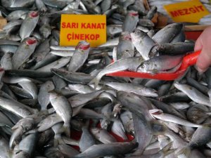 Denizde Azalınca Fiyatı Bir Haftada İki Katına Çıktı