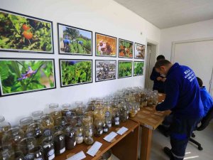 Yerel Tohum Dağıtımı Başladı