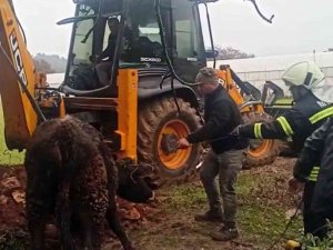 Lağım Çukuruna Düşen Dana Kurtarıldı