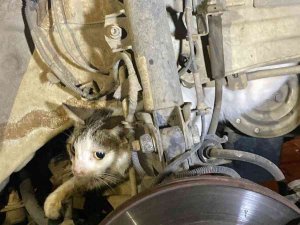 Fethiye’de Otomobilin Motoruna Sıkışan Kediyi İtfaiye Kurtardı