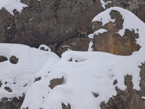Dağ Keçileri İçin 250 Kilo Otu Doğaya Bıraktılar