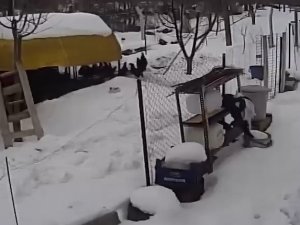 Aç Kalan Sokak Köpekleri Tavuklara Saldırdı, O Anlar Güvenlik Kamerasına Yansıdı