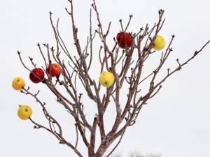 Aksaray’da Ağaçlar Meyvelendi
