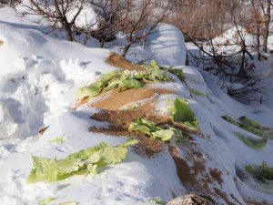Siirt’te Karda Yiyecek Bulamayan Yaban Hayvanları İçin Doğaya 350 Kilo Yem Bırakıldı
