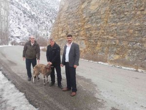Köpeklerin Yaraladığı Yaban Keçisi Tedavi Edilecek
