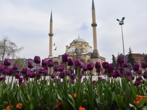Binlerce Çiçek Toprakla Buluştu