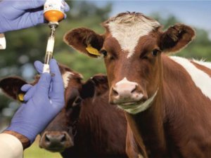 Şap Hastalığıyla Mücadele İçin Aşılama Kampanyası Başlatıldı