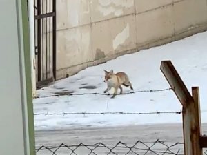 Erzincan’da Aç Kalan Tilki Yemek Aramak İçin Şehir Merkezine İndi