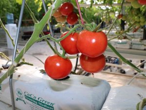 Eksi 20 Derecede Dahi Üretim Devam Ediyor