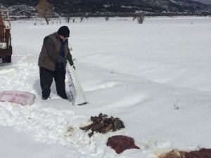 Balıkçıl Kuşlar Ve Yırtıcı Hayvanlar İçin Doğaya Yiyecek Bırakıldı