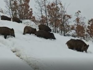 Tunceli’de Aç Kalan Yaban Domuzları Sürü Halinde Merkeze İndi