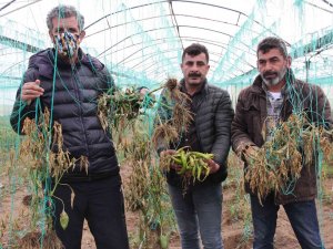 Mersin’i Zirai Don Vurdu, Seralarda Ürün Kalmadı